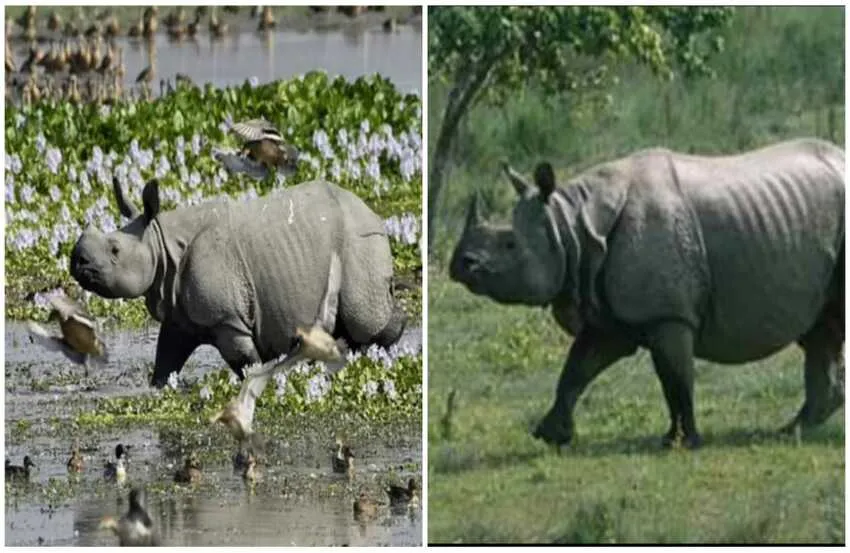 असम: 2022 में असम में नहीं हुआ एक भी गेंडे का शिकार