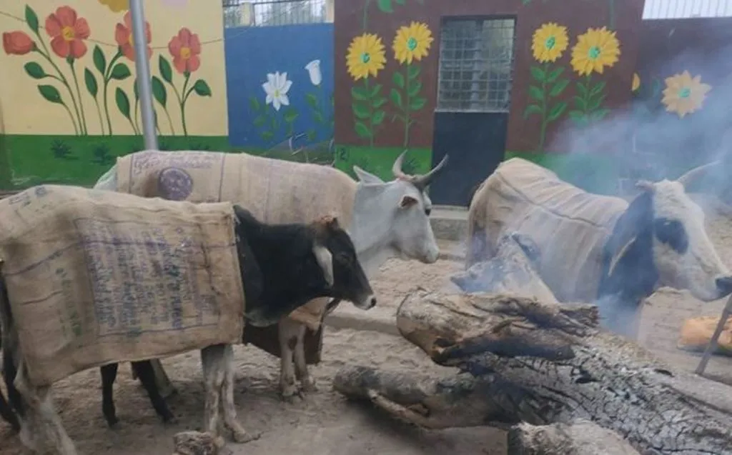 बरेली: पशुओं को ठंड से बचाव को गोशाला में लगे अलाव और तिरपाल