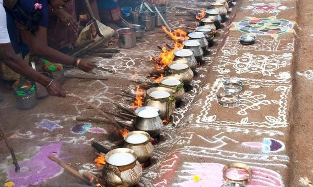 तमिलनाडु में उल्लासपूर्वक मनाया जा रहा है पोंगल, सीएम ने लोगों को दीं शुभकामनाएं