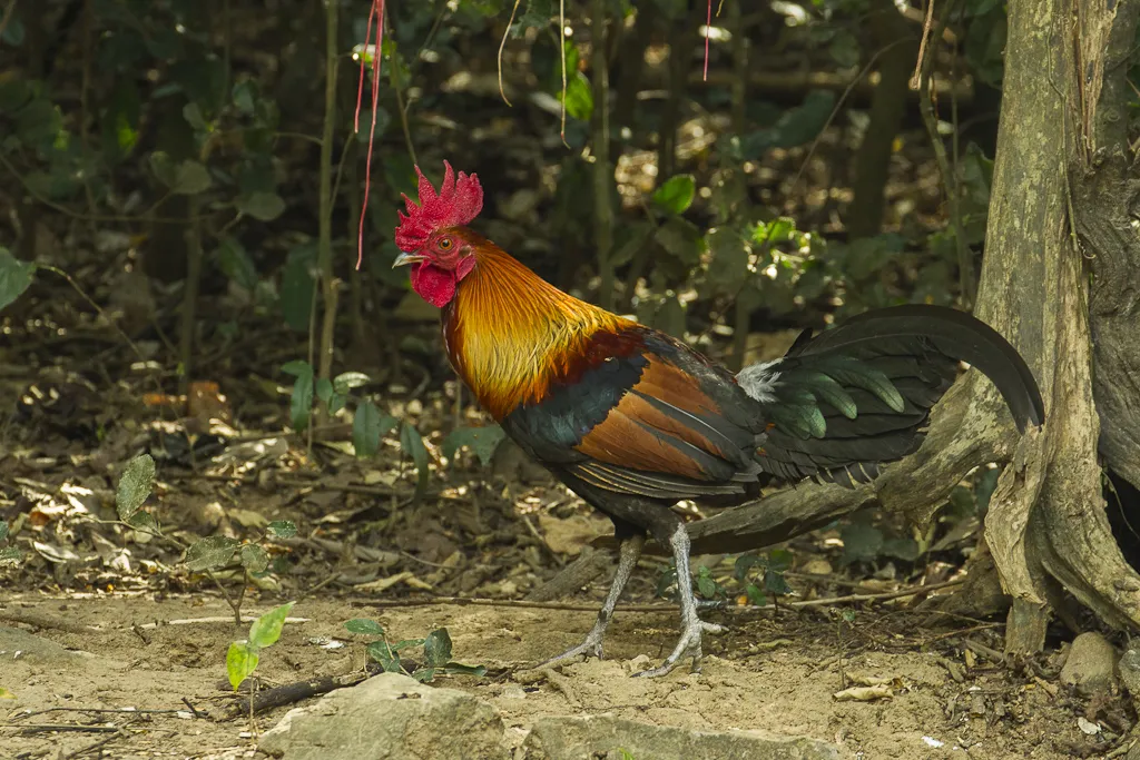 बरेली: जंगली लाल मुर्गियों की जीनोम का अध्ययन करेंगे सीएआरआई के वैज्ञानिक