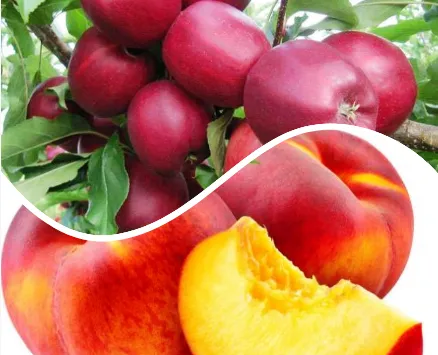 हल्द्वानी: बर्फबारी न हुई तो सेब और आडू की पैदावार पर पड़ेगा असर