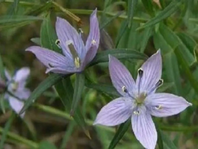 कड़वा है ये चिरायता, लेकिन गुणकारी भी