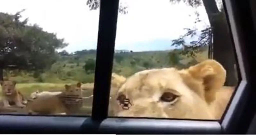 VIRAL VIDEO: शेरनी ने अचानक खोला पर्यटकों की कार का दरवाजा, वीडियो देखकर यूजर्स की अटकी सांसें