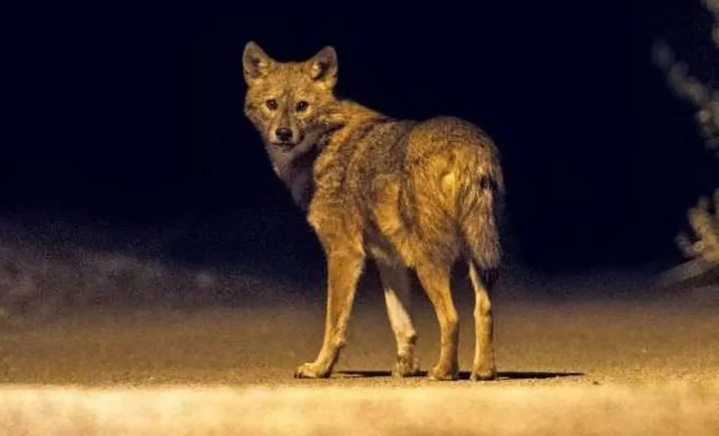 बरेली: रिहायशी इलाकों में सियार और भेड़िये पैदा कर रहे खौफ