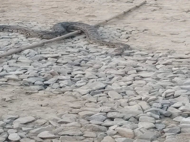 सुलतानपुर : वाराणसी रेलवे ट्रैक के नीचे से फिर निकला अजगर 