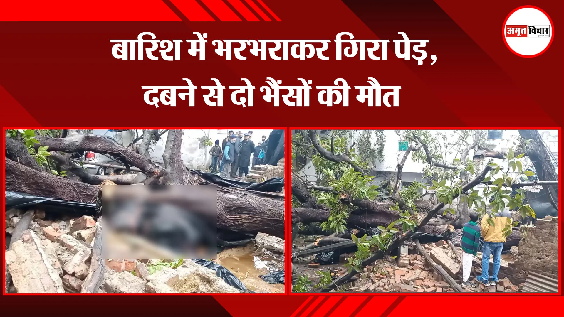  मुरादाबाद: बारिश में भरभराकर गिरा पेड़, दबने से दो भैंसों की मौत
