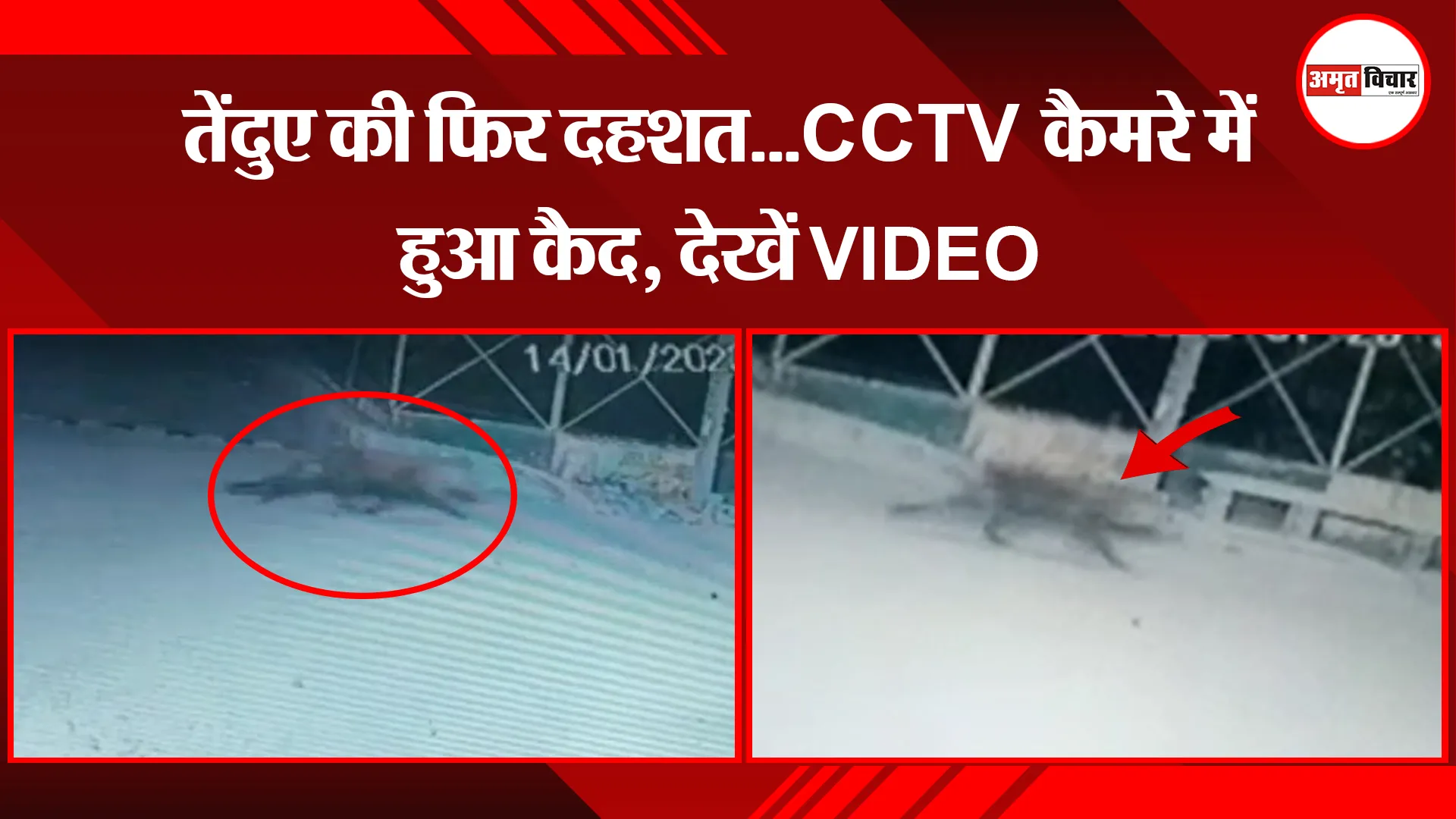 मेरठ:  तेंदुए की फिर दहशत...CCTV कैमरे में हुआ कैद, देखें VIDEO 
