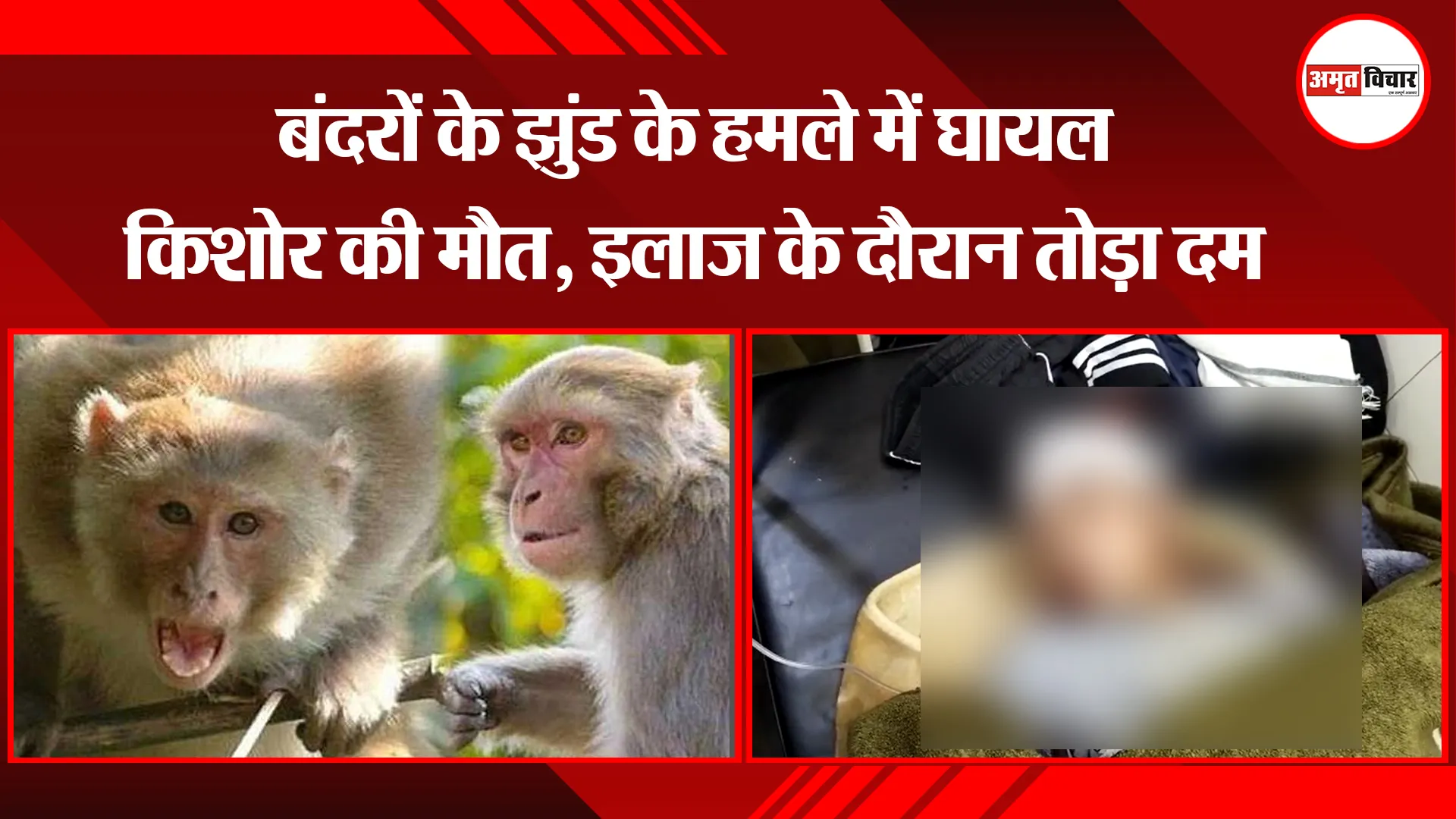  मेरठ: बंदरों के झुंड के हमले में घायल किशोर की मौत, इलाज के दौरान तोड़ा दम 