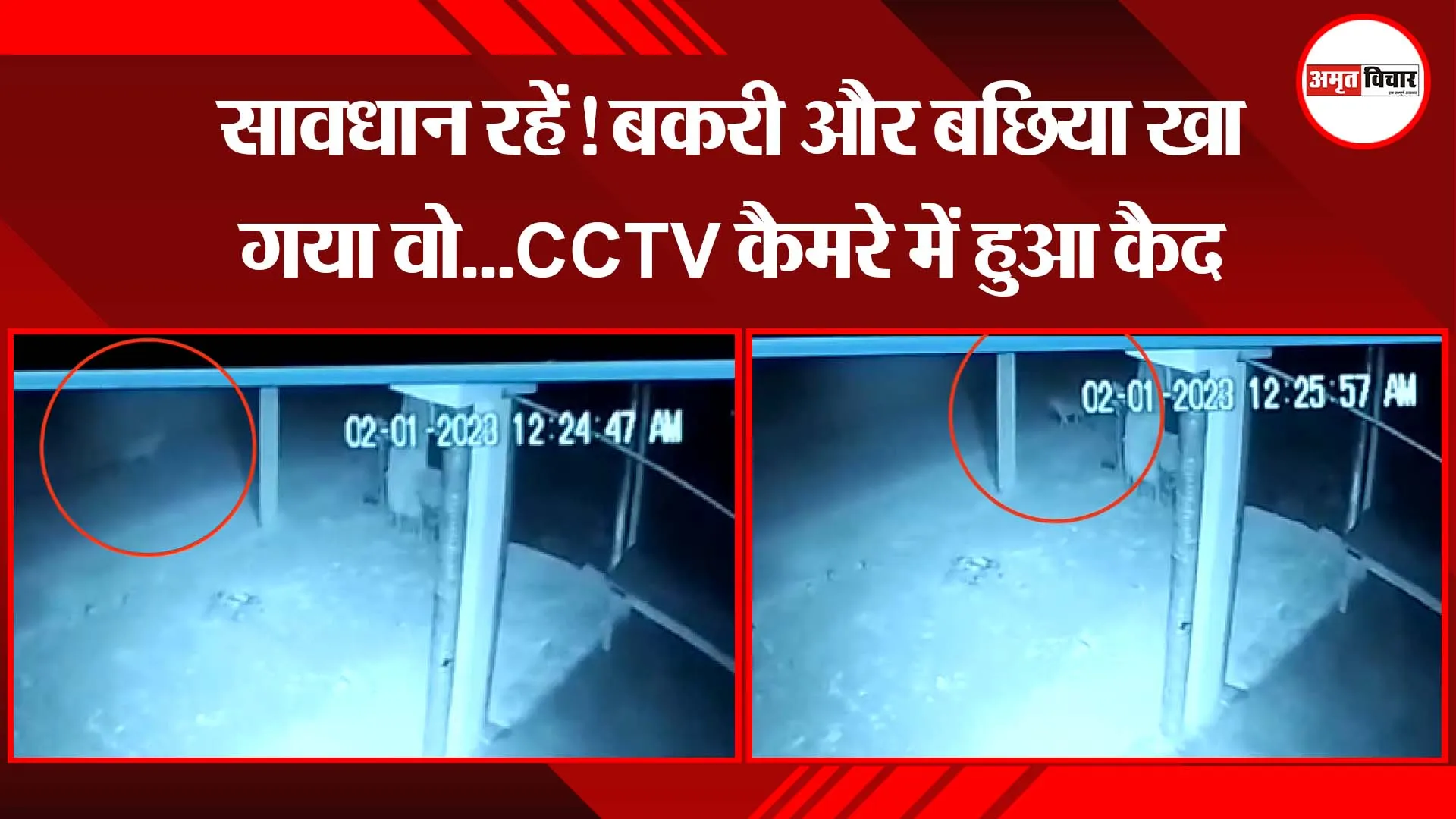 अयोध्या: सावधान रहें! बकरी और बछिया खा गया वो...CCTV कैमरे में हुआ कैद