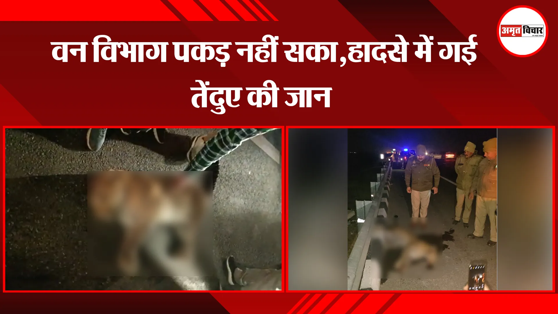 मेरठ: वन विभाग पकड़ नहीं सका, हादसे में गई तेंदुए की जान