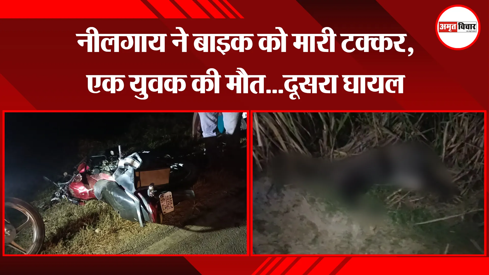 मेरठ: नीलगाय ने बाइक को मारी टक्कर, एक युवक की मौत...दूसरा घायल