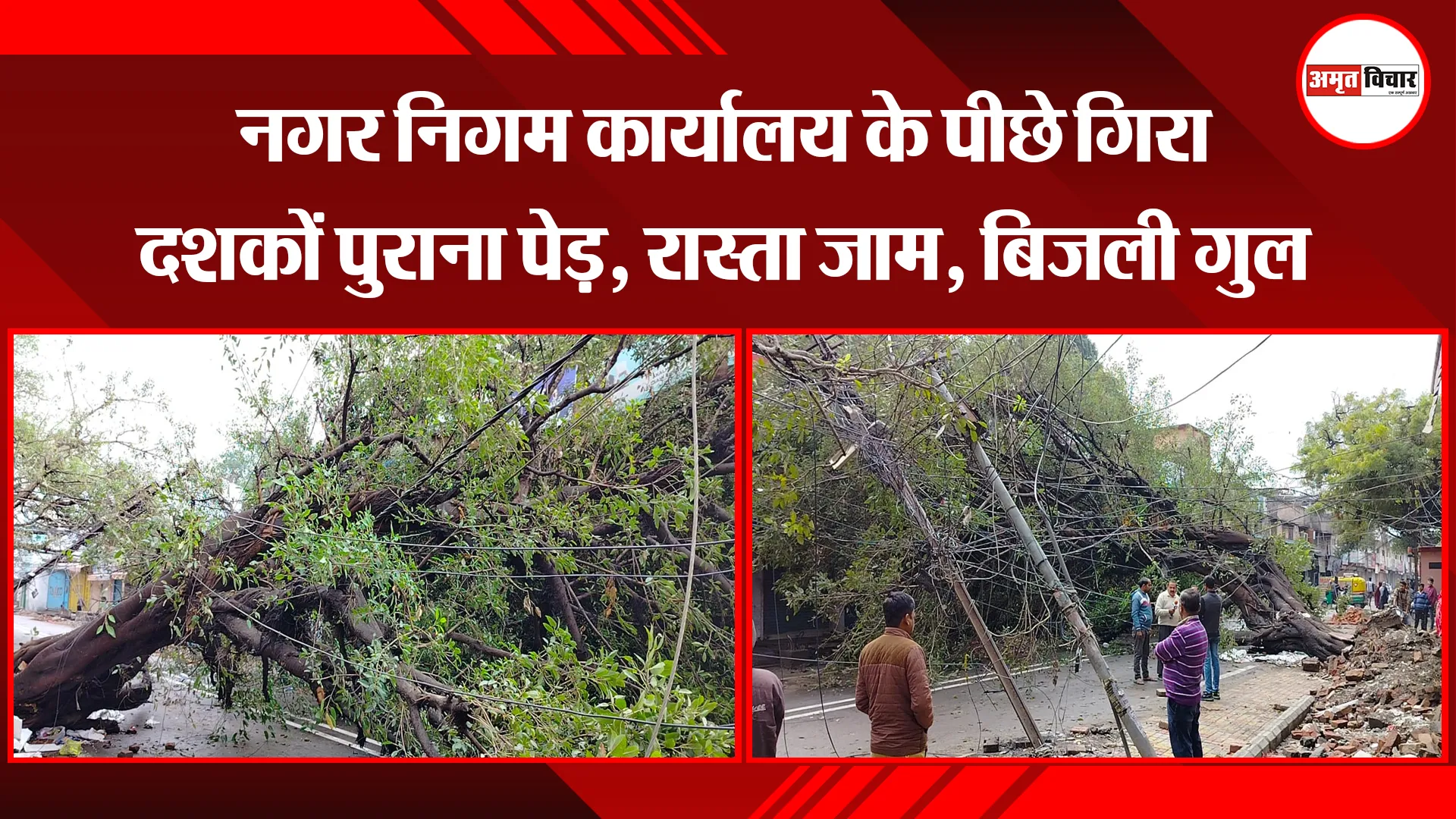 बरेली: नगर निगम कार्याय के पीछे गिरा दशकों पुराना पेड़, रास्ता जाम, बिजली गुल 