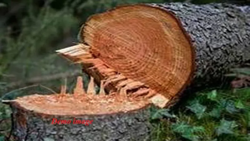 मुरादाबाद : ठाकुरद्वारा तक हाईवे निर्माण की भेंट चढ़ेंगे 11,000 पेड़