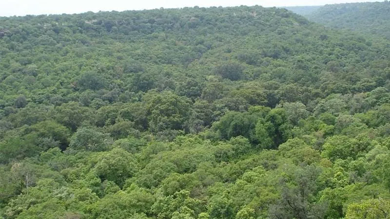 वार्षिक वन क्षेत्र वृद्धि में तीसरे स्‍थान पर भारत: आर्थिक समीक्षा