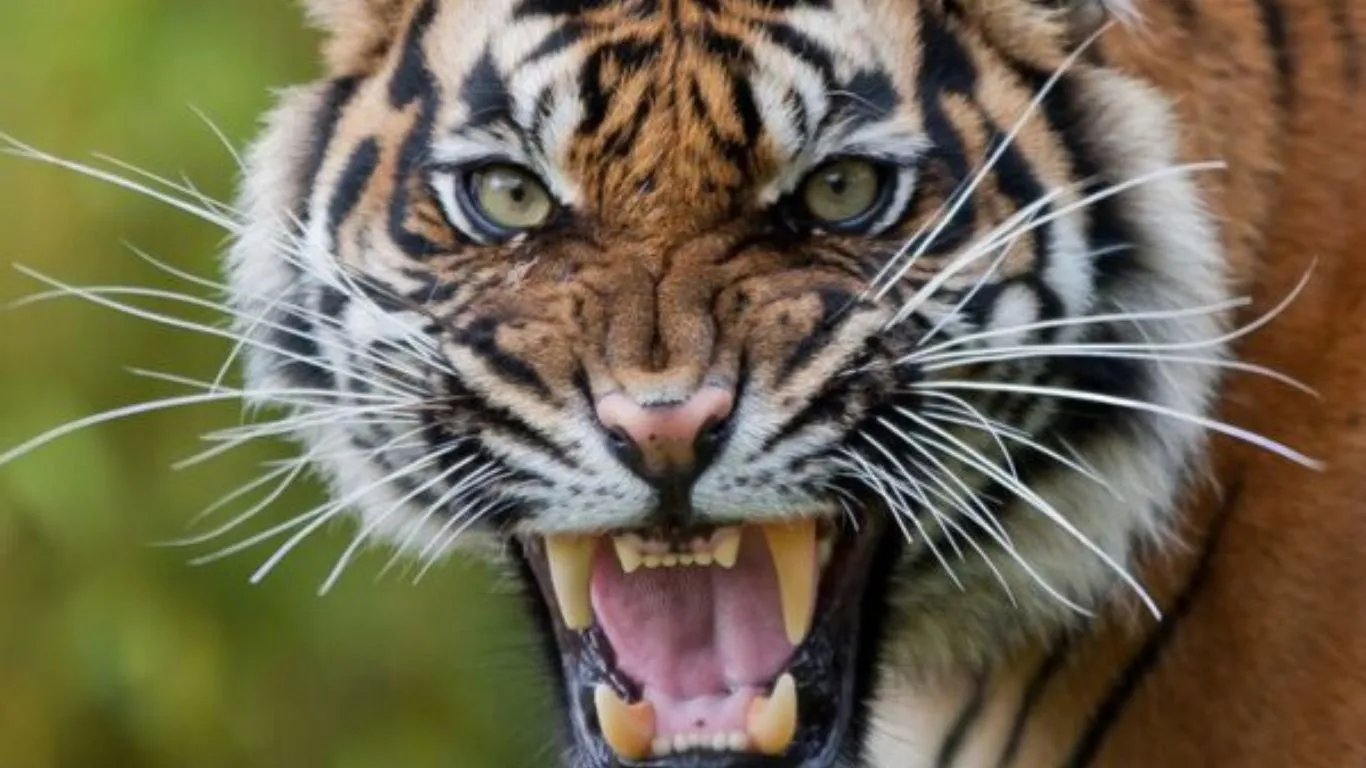 खटीमाः ट्यूशन पढ़कर लौट रहे छात्र पर बाघ ने किया हमला, बाल-बाल बचा