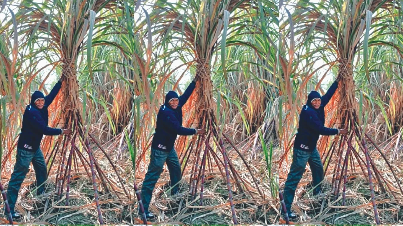 गदरपुरः बनारस के गन्ने की प्रजाति से हो रही दोगुनी आय 