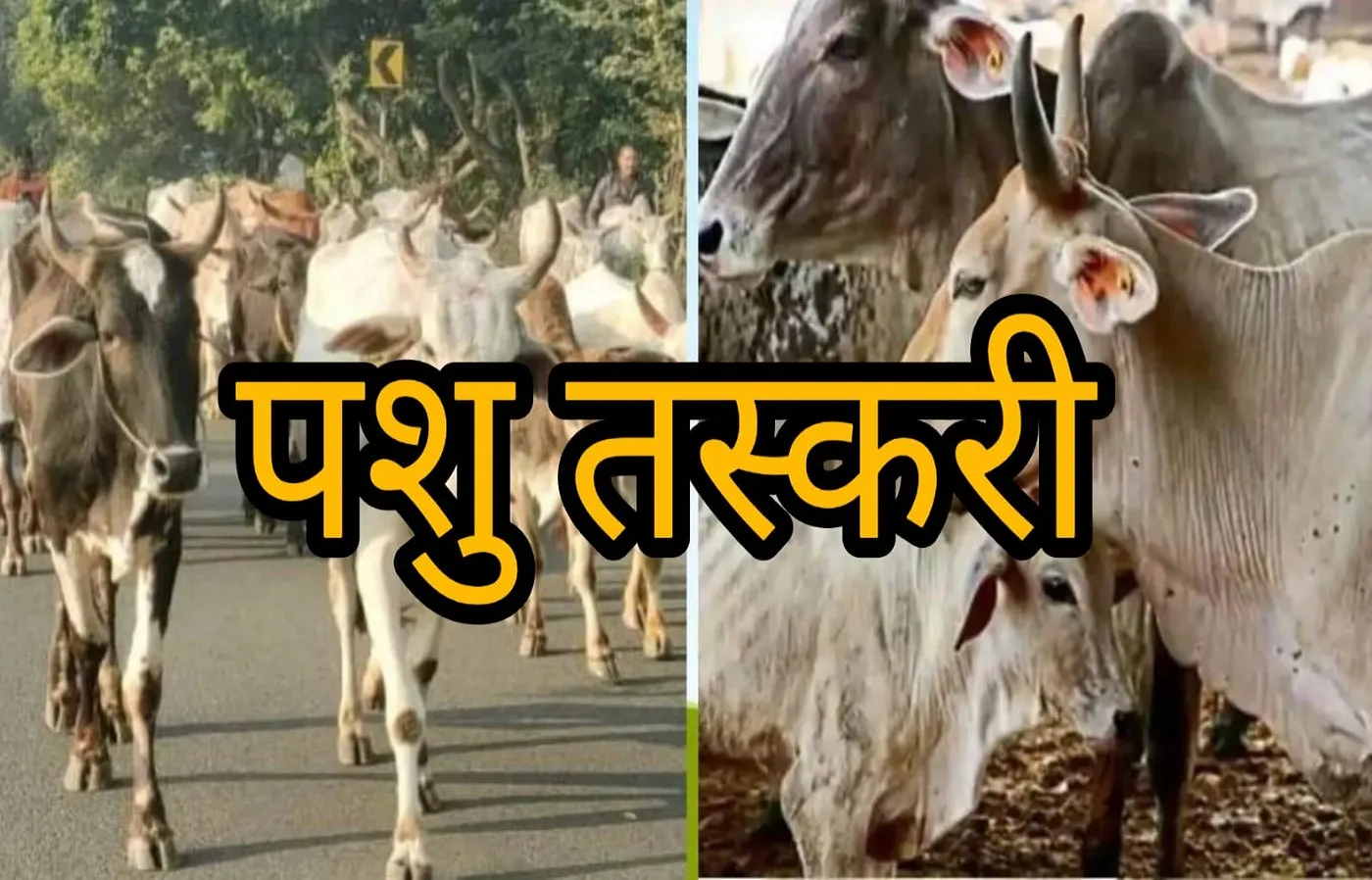 बदायूं : पशु तस्करों ने तीन गोवंशीय पशुओं को मारकर अवशेष खेत में फेंके, आक्रोश व्याप्त