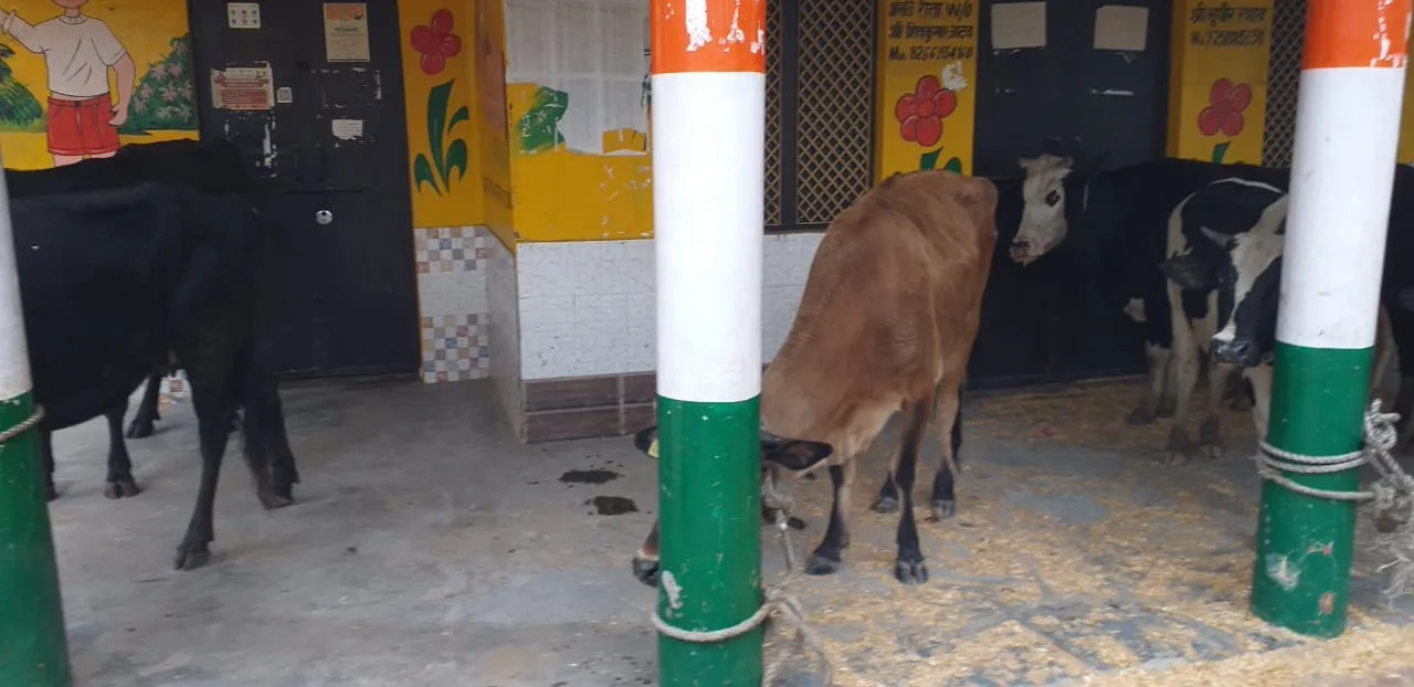मेरठ: ग्राम पंचायत भवन में किसानों ने बांधे आवारा पशु, दी आंदोलन की चेतावनी