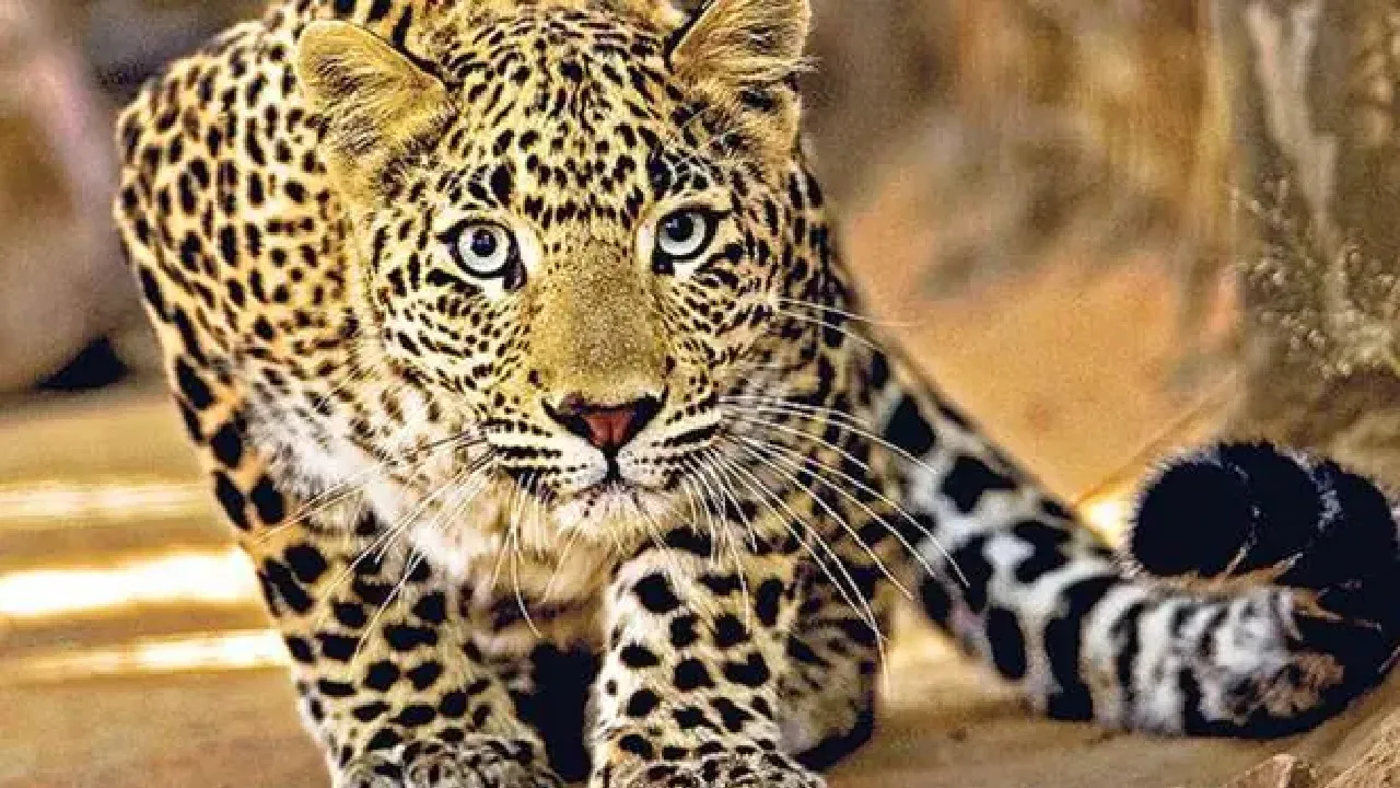 पीलीभीत: आबादी के बीच पहुंचा तेंदुआ, बछिया को बनाया निवाला