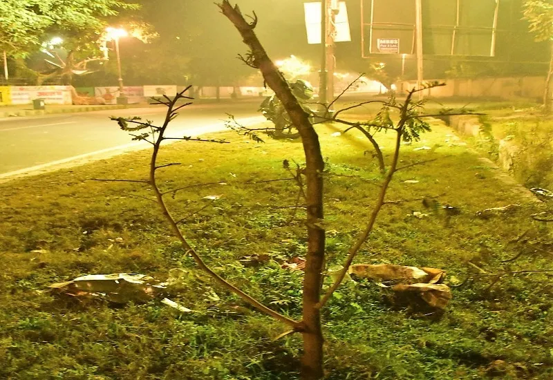 मुरादाबाद : पौधरोपण कर भूलने वाले देख लें, दम तोड़ गए 30 प्रतिशत पौधे