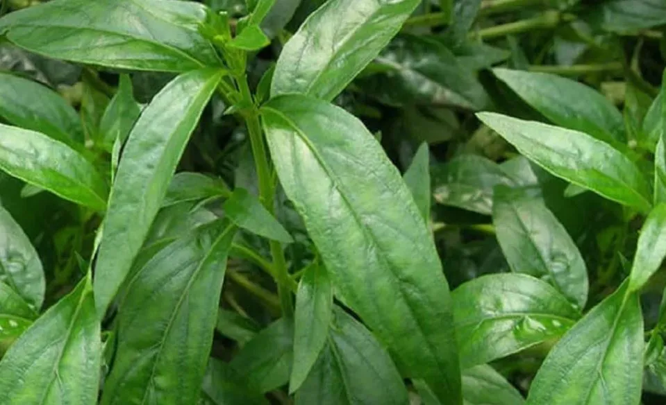 कालमेघ में मौजूद हैं बेशुमार औषधीय गुण, शुगर कंट्रोल के लिए है बेहद कारगर