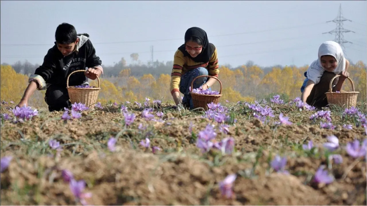 जम्मू-कश्मीर सरकार: दी विशिष्ट फसलों को बढ़ावा देने के लिए 146 करोड़ रुपये की परियोजना को मंजूरी 
