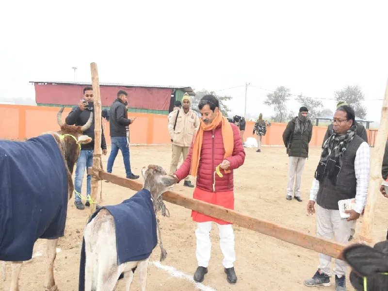 अयोध्या : गायों को सर्दी से बचाने के लिए पहनाया कोट