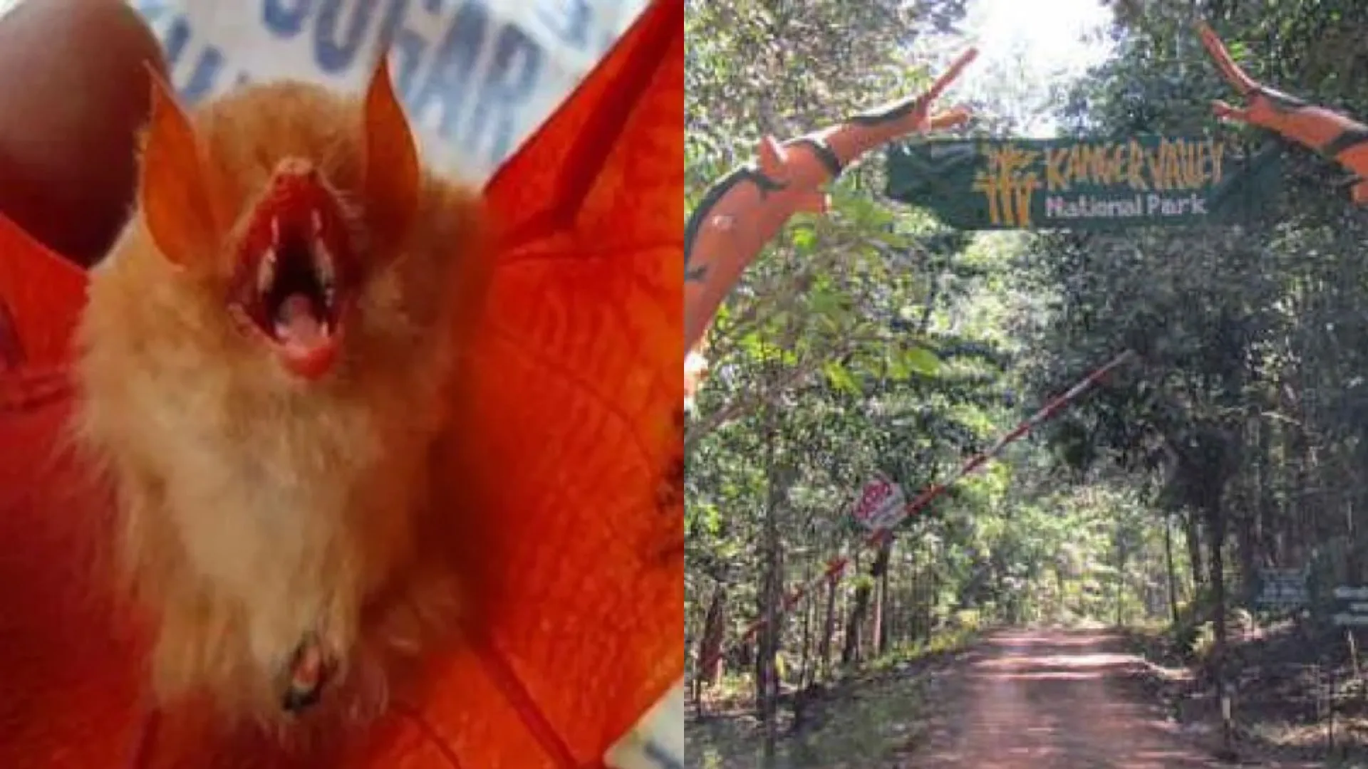 छत्तीसगढ़ : कांगेर घाटी राष्ट्रीय उद्यान में मिला दुर्लभ नारंगी रंग का चमगादड़ 