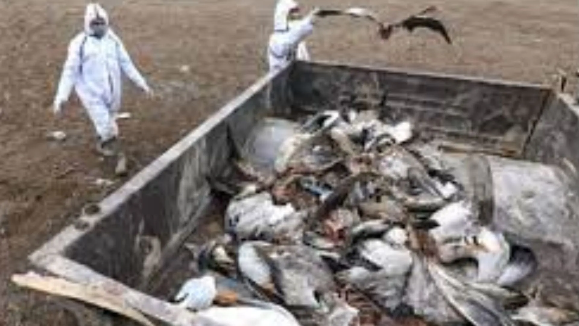 27 जनवरी : WB के 13 जिलों में बर्ड फ्लू के प्रकोप का आधिकारिक ऐलान, जानिए आज का इतिहास 