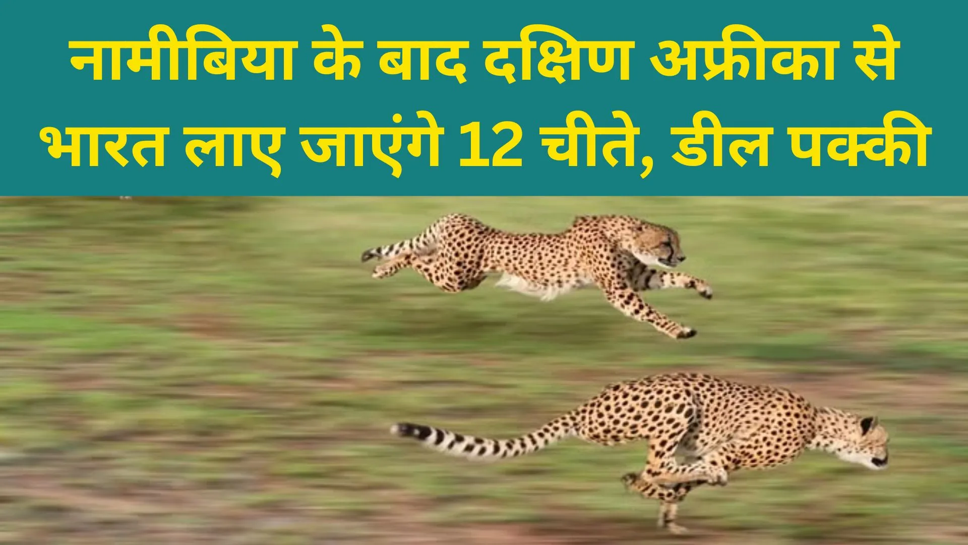 नामीबिया के बाद अब दक्षिण अफ्रीका से भारत लाए जाएंगे 12 चीते, डील पक्की