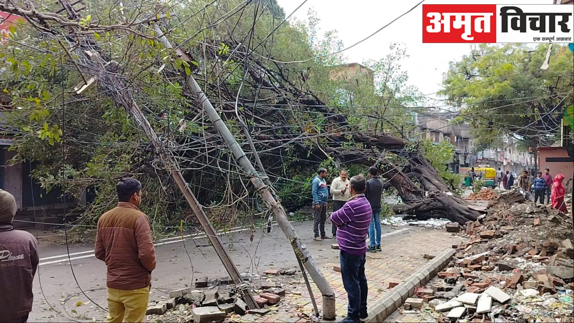 बरेली : नगर निगम ऑफिस के पीछे गिरा दशकों पुराना पाकड़ का पेड़, रास्ता जाम, बिजली गुल 