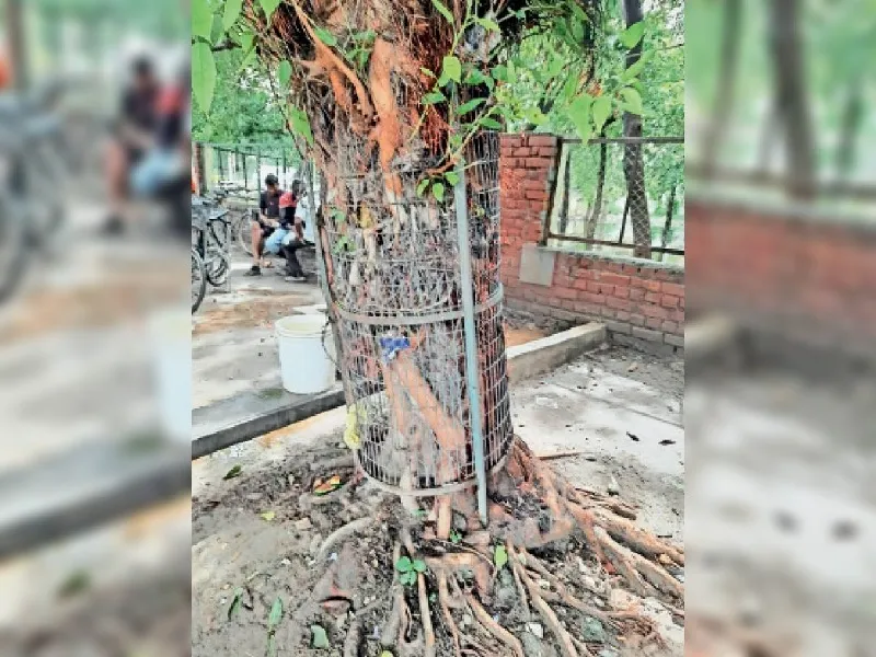 लखनऊ : अभियान चलाकर हटाए जा रहे ट्री-गार्ड