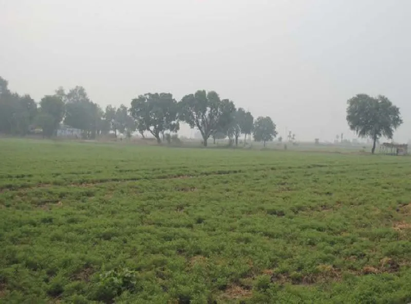 कोहरे का कहर: अब बचाव न किया तो फसलों को होगा नुकसान