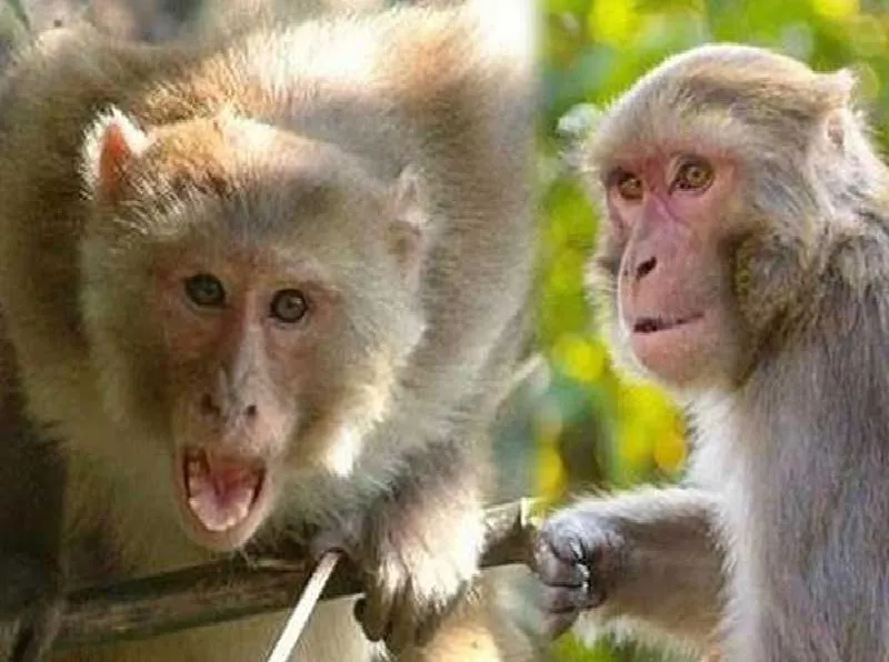 बांदा:  छापर गांव में बंदरों का आतंक, काटकर पटक देने से बच्चे की मौत