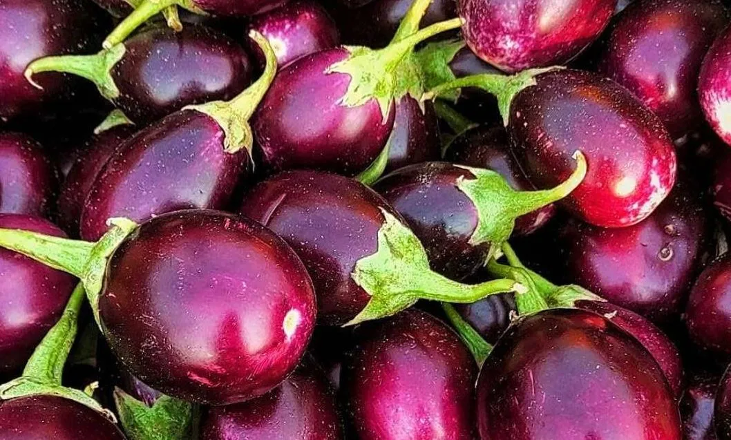 इस बीमारी के मरीज बैंगन खाने से करें परहेज, आपकी सेहत के लिए हो सकती हैं दिक्कतें