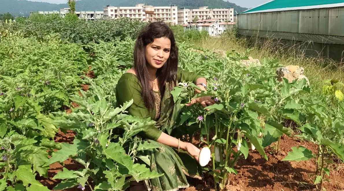 जापानी बैंगन: सेहत के साथ देगा अच्छी कीमत, प्रजाति का परीक्षण सफल