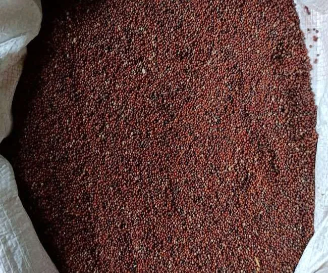 नैनीताल: जिले में पहली बार मड़वे के समर्थन मूल्य पर होगी खरीद