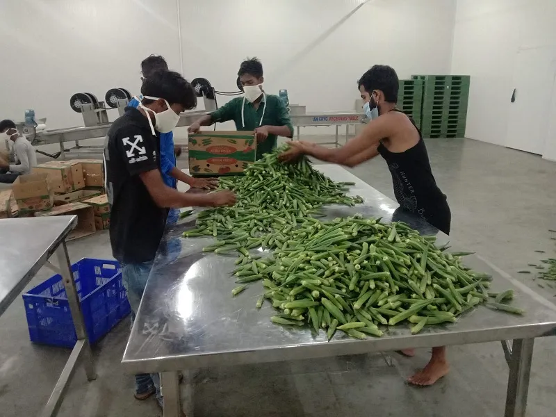 लखनऊ : मैंगो पैक हाउस से सऊदी अरब जाएंगी सब्जियां