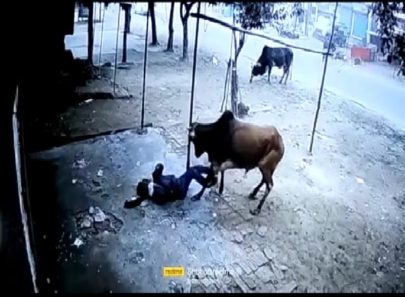 बहराइच : सड़क किनारे खड़े लोगों को सांड ने पटका, दो घायल