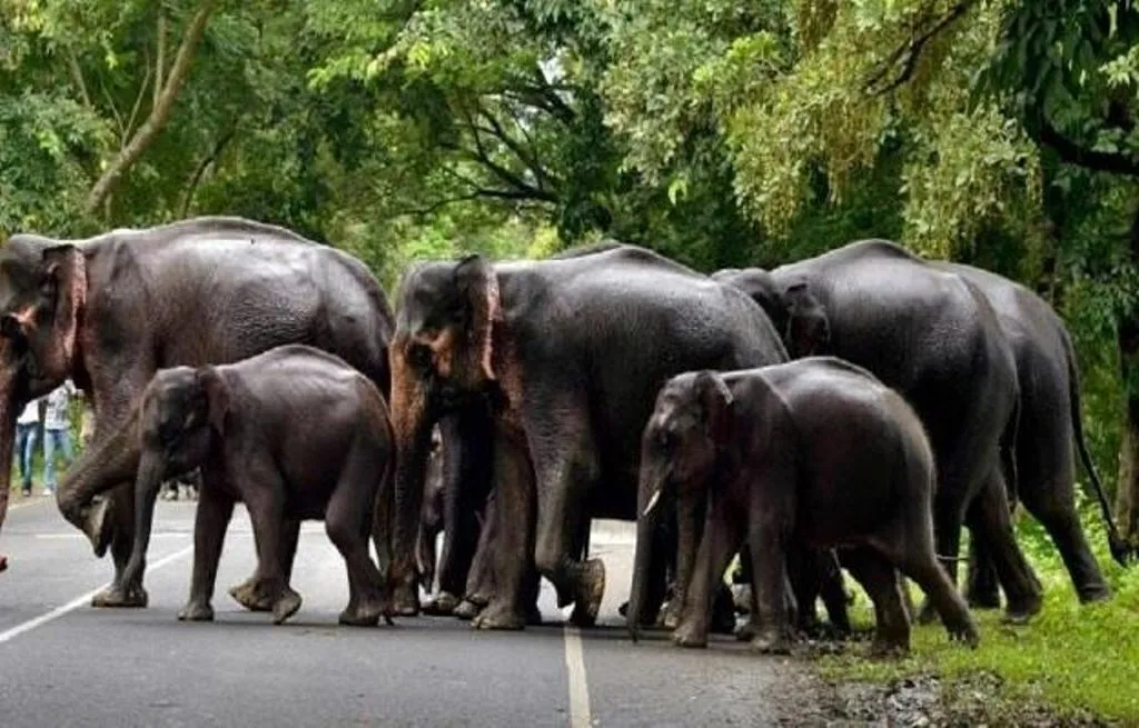 हाथियों को प्रभावित क्षेत्रों से भगाने के लिए मधुमक्खियों की फौज बनाएगी इस राज्य की सरकार 