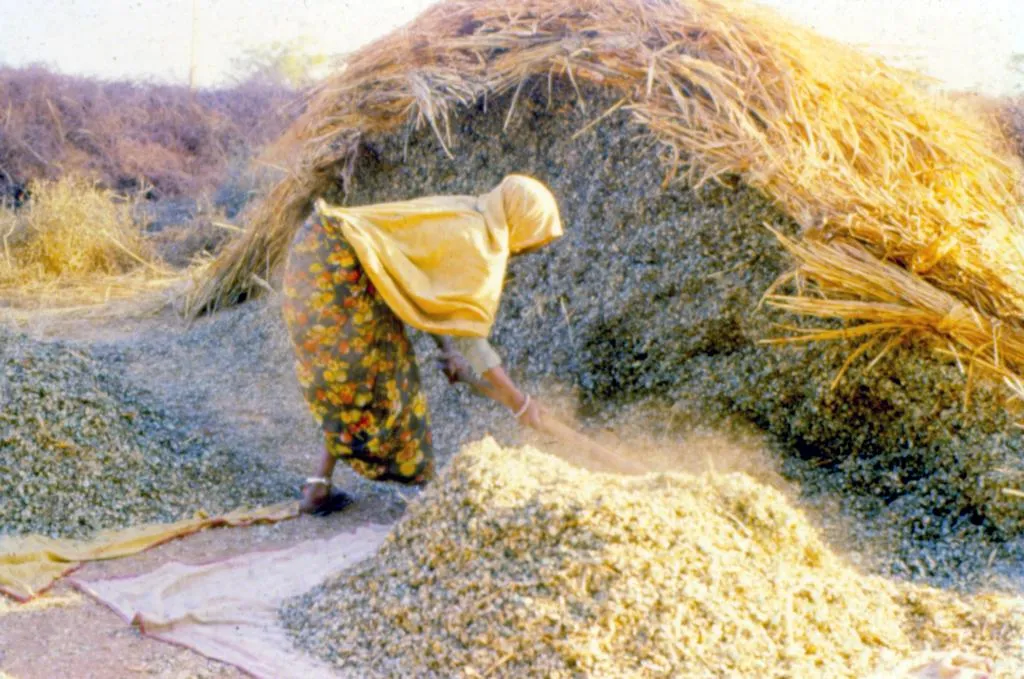 गरमपानी: खेतीबाड़ी चौपट होने से मवेशियों तक के लिए चारे का संकट