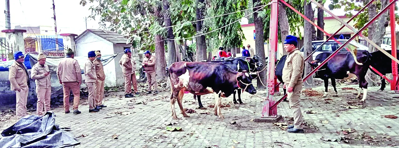 रुद्रपुरः गायों से भरे कैंटर को कब्जे में लिया, तीन हिरासत में, पशु क्रूरता अधिनियम के तहत रिपोर्ट दर्ज