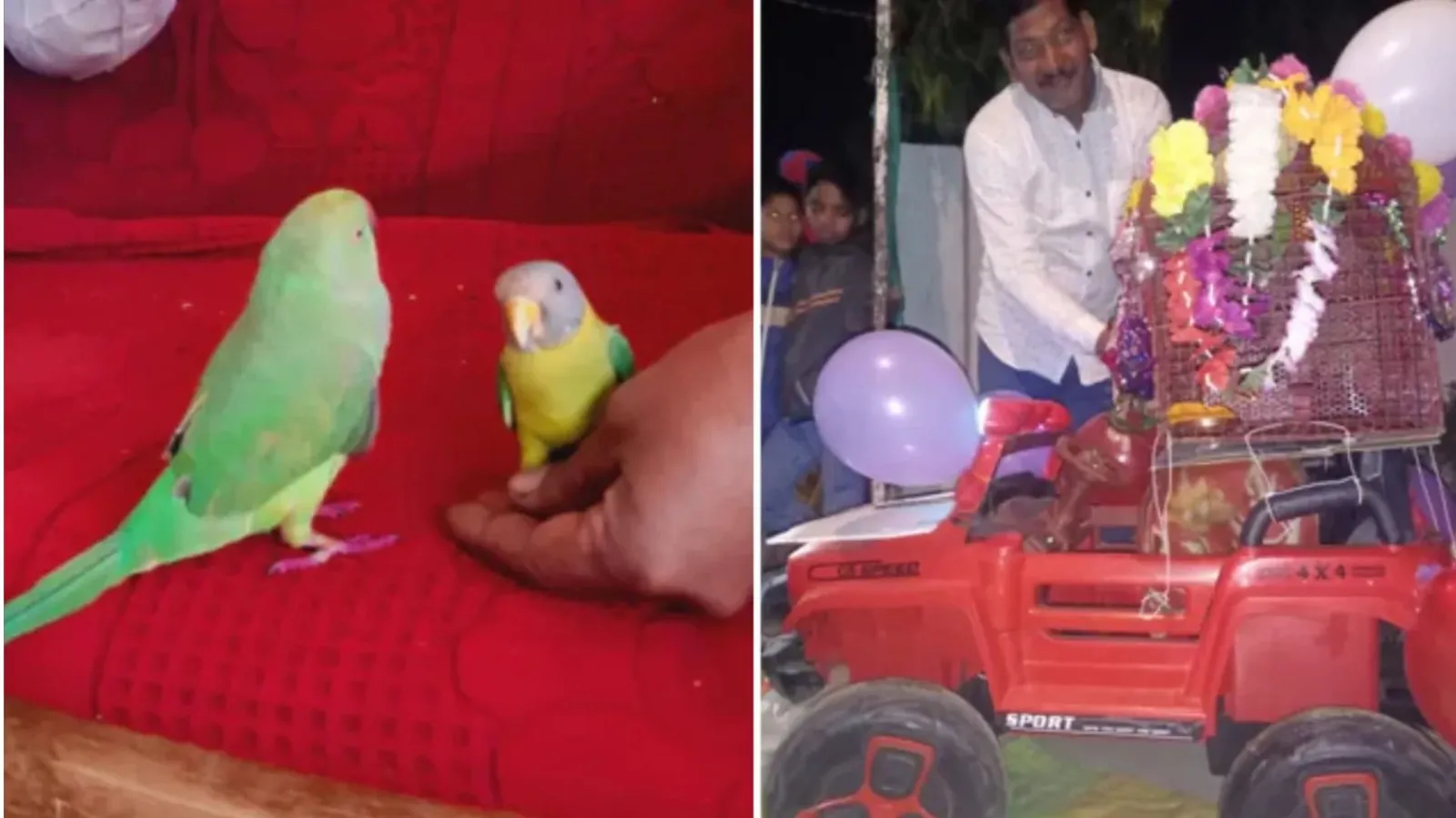 Video : तोता-मैना की अनोखी शादी, कार पर सवार होकर आए मिट्ठू राजा, जमकर थिरके बाराती