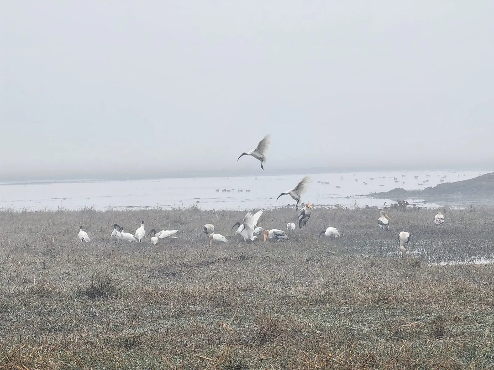 बरेली: वेटलैंड पर दिख रहीं विदेशी मेहमानों की अठखेलियां