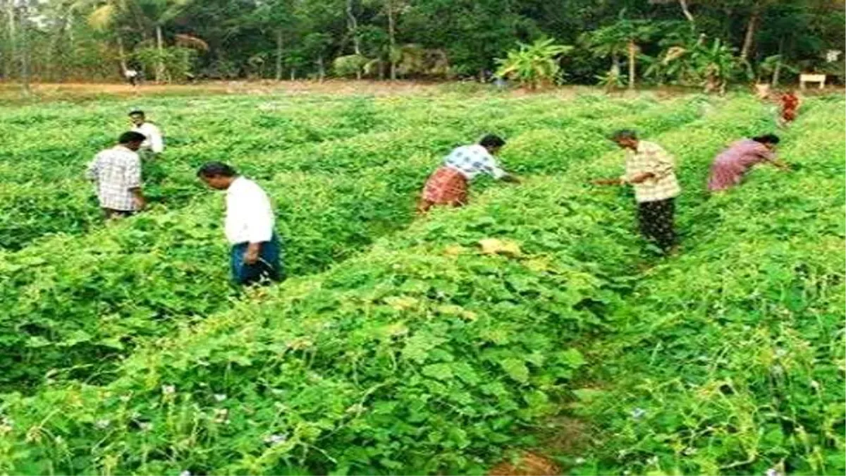 बिहार सरकार आम के फसलों को बढ़ावा देने के लिए अध्ययन, संरक्षण योजना तैयार करेगी