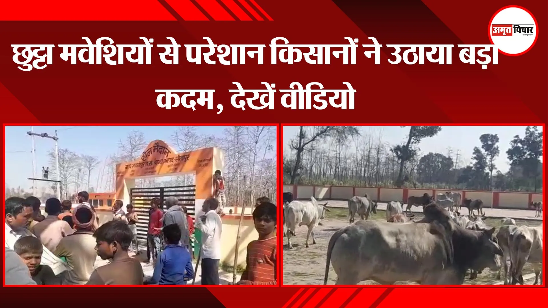 सीतापुर: छुट्टा मवेशियों से परेशान किसानों ने उठाया बड़ा कदम, देखें वीडियो