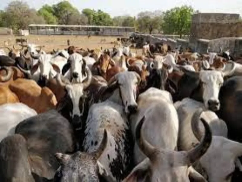 7 हजार किसान पाठशालाओं का होगा आयोजन, छुट्टा पशुओं से निपटने के लिए 750 करोड़ रुपये का प्रावधान 