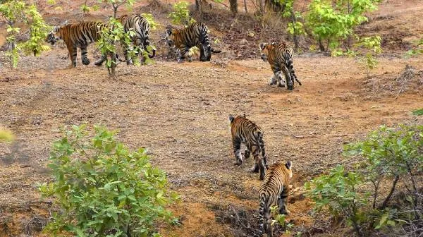सरिस्का बाघिन के दो शावक पर्यटकों के बने आकर्षण का केन्द्र 