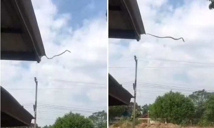 Viral Video: सांप ने छत से लगाई लंबी छलांग, वीडियो देख लोग हैरान, बोले- इच्छाधारी नागिन होगी