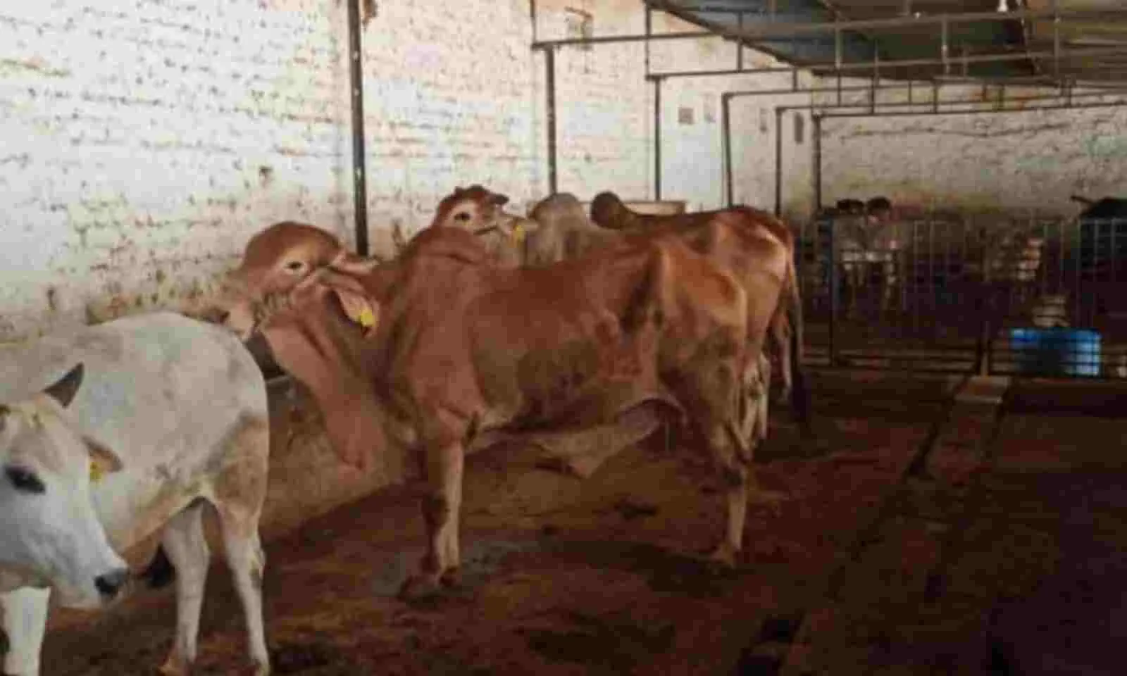 हल्द्वानी: ऑपरेशन कामधेनु के तहत हल्दूचौड़ पुलिस बनी बेजुबानों का सहारा